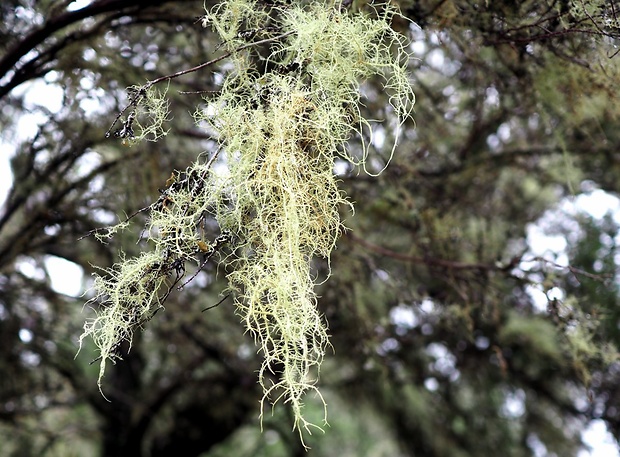 bradatec Usnea sp.