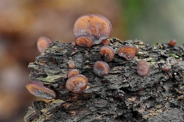 uchovec bazový Auricularia auricula-judae (Bull.) Quél.