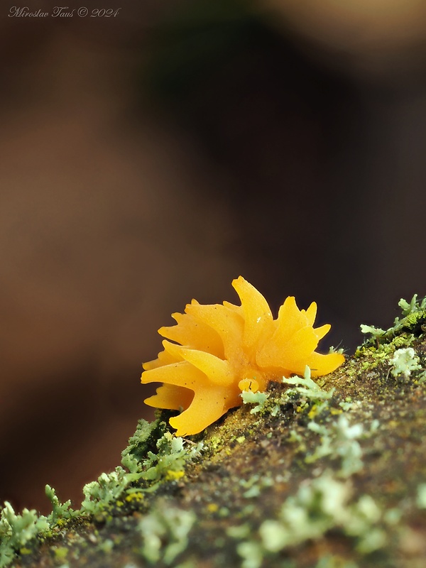 parôžkovec malý Calocera cornea (Fr.) Loud.