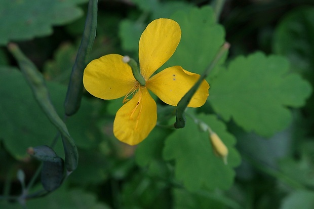 lastovičník väčší Chelidonium majus L.