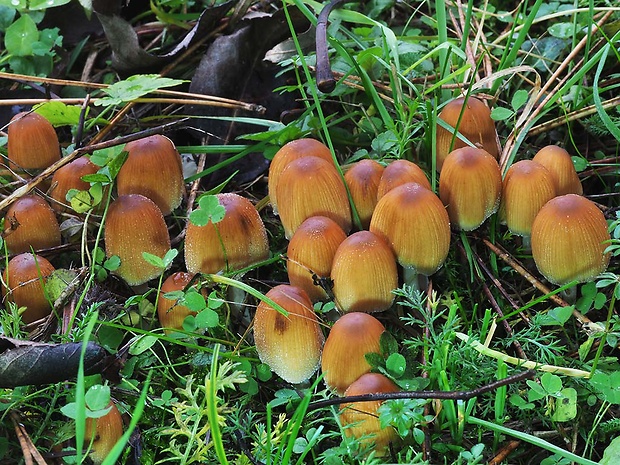 hnojník ligotavý Coprinellus micaceus (Bull.) Vilgalys, Hopple & Jacq. Johnson