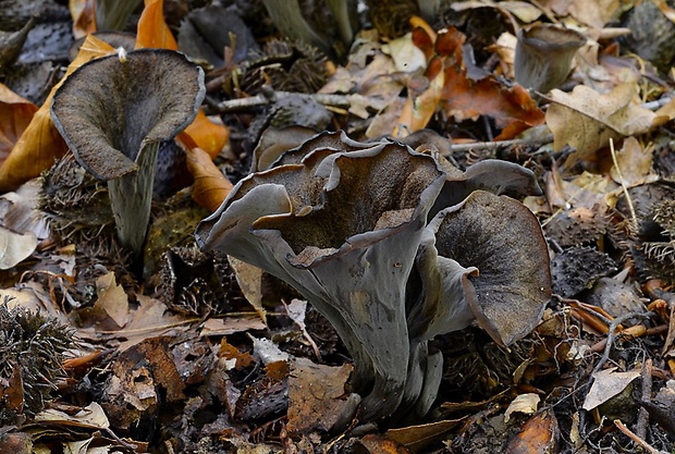 lievik trúbkovitý Craterellus cornucopioides (L.) Pers.