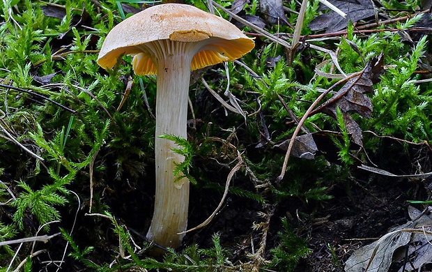 lúčnica statná Cuphophyllus pratensis (Fr.) Bon