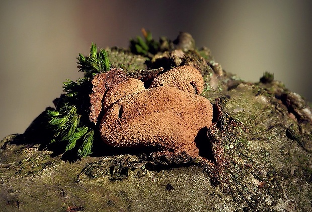 dutinovka otrubnatá Encoelia furfuracea (Roth) P. Karst.