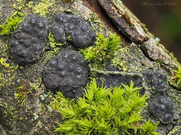 drevovček Entoleuca mammata (Wahlenb.) J.D. Rogers & Y.M. Ju