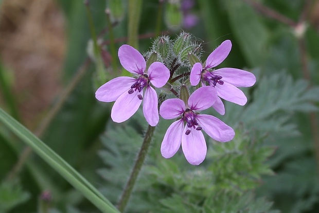 bociannik rozpukovitý Erodium cicutarium (L.) L