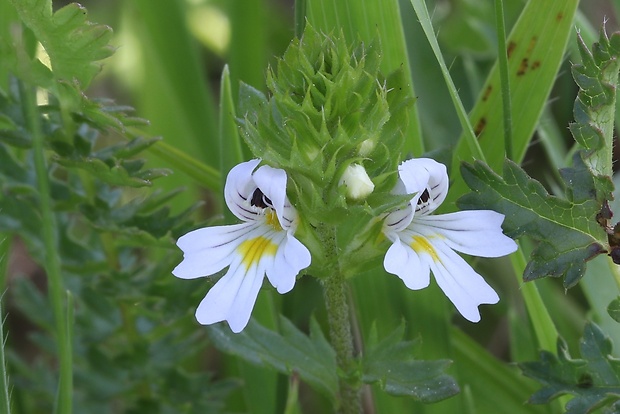 očianka tuhá Euphrasia stricta D. Wolff ex J. F. Lehm.