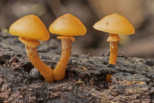 kapucňovka okrovohnedastá Galerina marginata (Batsch) Kühner