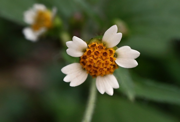 žltnica pŕhľavolistá Galinsoga urticifolia (Humb., Bonpl. et Kunth) Benth.