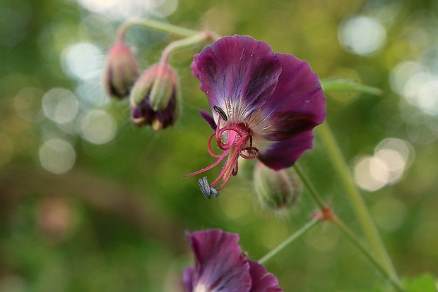 pakost hnedočervený Geranium phaeum L.