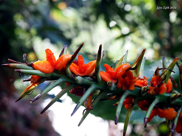 motýľovec gardnerov Hedychium gardnerianum Shepard ex Ker-Gawl.