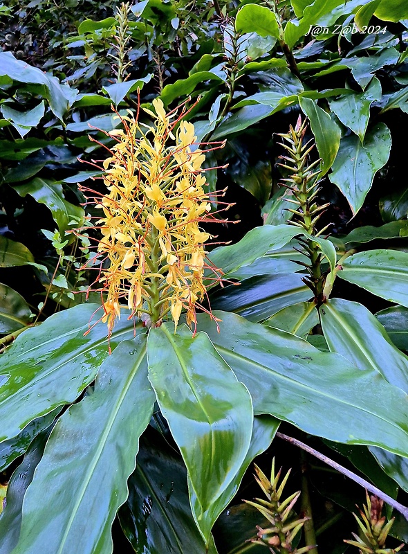 motýľovec gardnerov Hedychium gardnerianum Shepard ex Ker-Gawl.