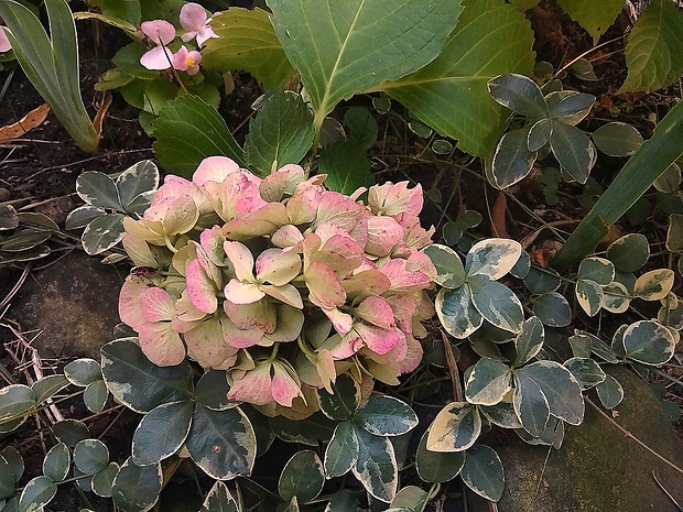 hortenzia Hydrangea sp.