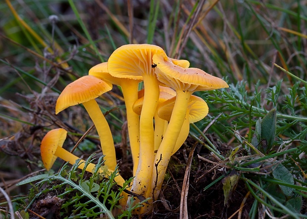 lúčnica vosková Hygrocybe ceracea (Wulfen) P. Kumm.