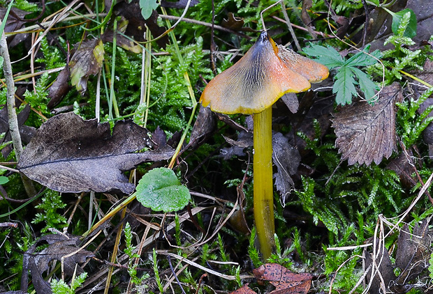 lúčnica kužeľovitá Hygrocybe conica (Schaeff.) P. Kumm.