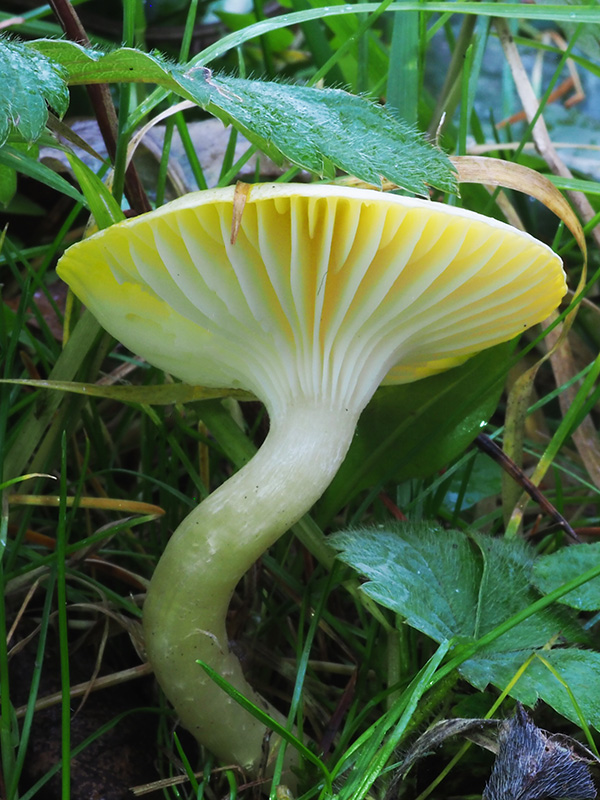 šťavnačka smrekovcová Hygrophorus lucorum Kalchbr.