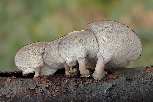 trúdnik zimný Lentinus brumalis (Pers.) Zmitr.