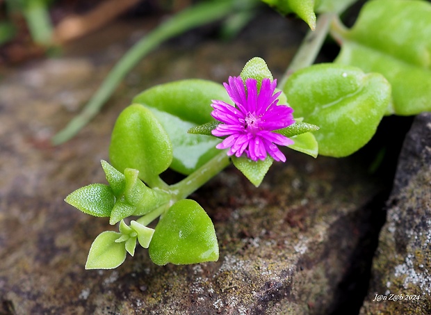 Mesembryanthemum cordifolium  L. f.