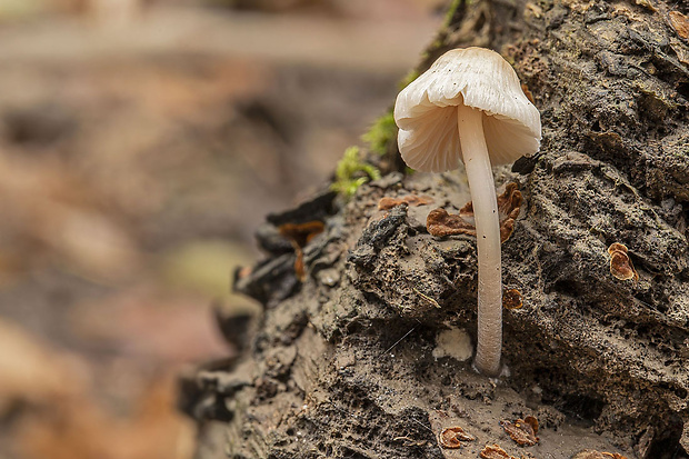 prilbička Mycena sp.