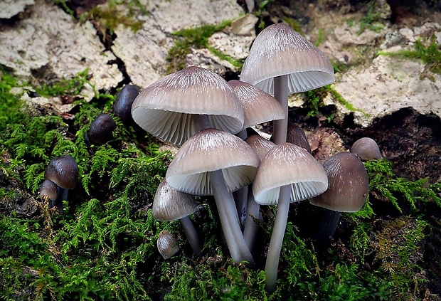 prilbička hnedosivá Mycena tintinnabulum (Paulet) Quél.