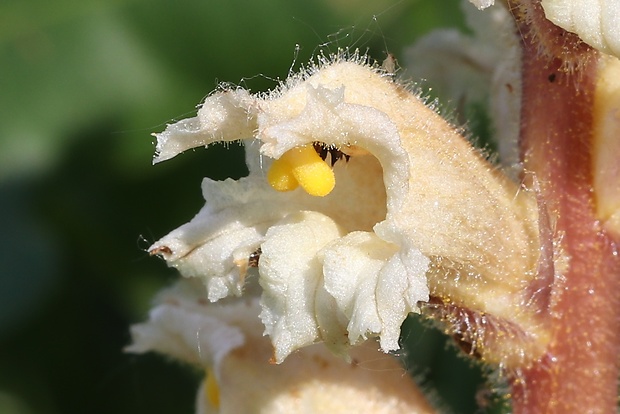 záraza žltá Orobanche lutea Baumg.