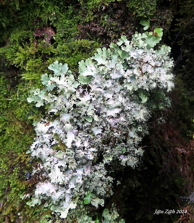 diskovka hrivnatá Parmotrema crinitum (Ach.) M. Choisy