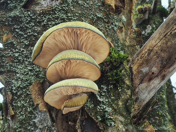 pňovka neskorá Sarcomyxa serotina (Pers.) P. Karst.