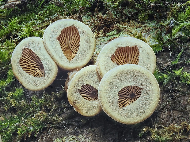 pňovka Tectella patellaris (Fr.) Murrill