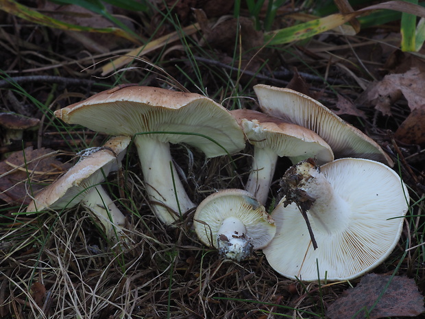 čírovka plavohnedá Tricholoma fulvum (Fr.) Bigeard & H. Guill.