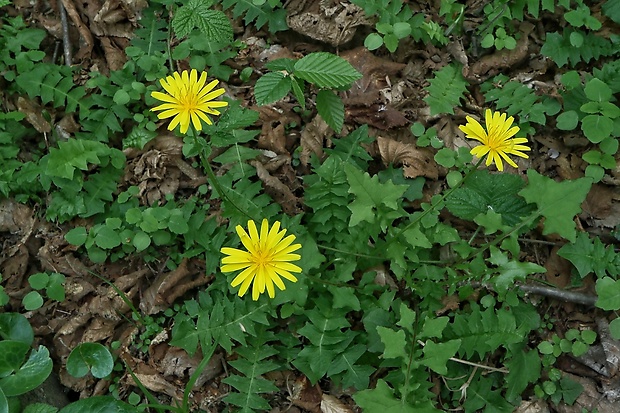 razivka smradľavá Aposeris foetida (L.) Less.