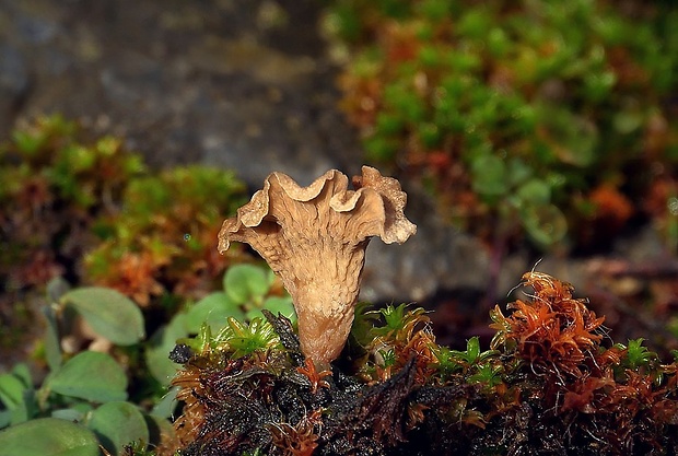 rebrovička lopatkovitá Arrhenia spathulata (Fr.) Redhead