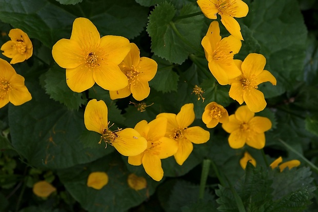 záružlie močiarne Caltha palustris L.