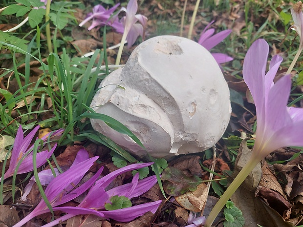 vatovec obrovský Calvatia gigantea (Batsch) Lloyd