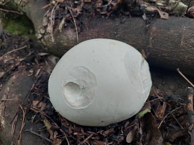 vatovec obrovský Calvatia gigantea (Batsch) Lloyd