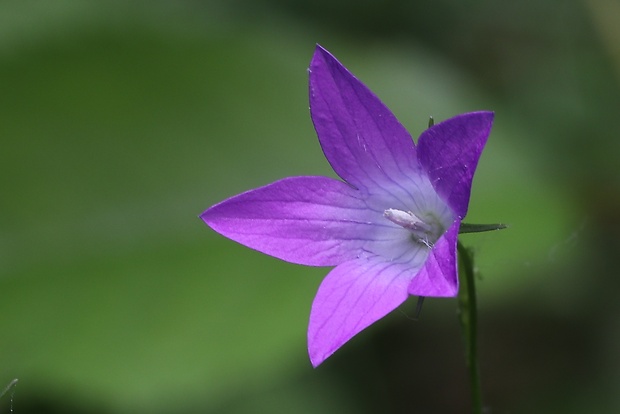 zvonček konáristý Campanula patula L.