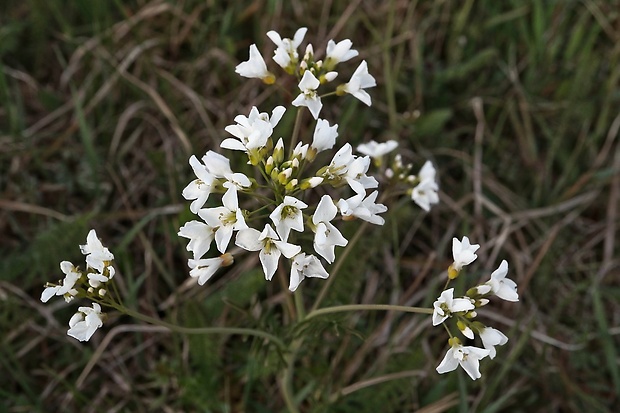 žerušnica lúčna Cardamine pratensis L.