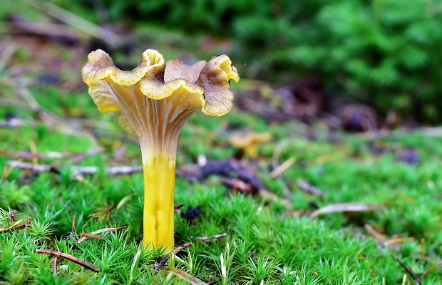 kuriatko lievikovité Craterellus tubaeformis (Fr.) Quél.