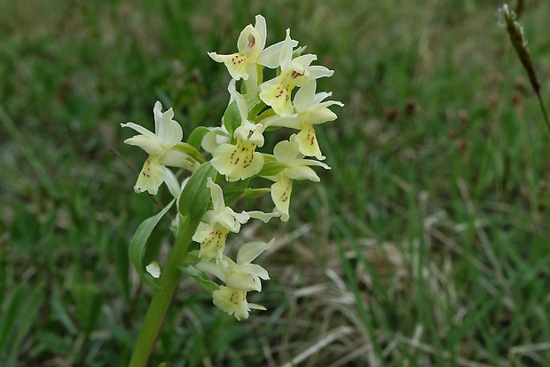 vstavačovec bazový Dactylorhiza sambucina (L.) Soó