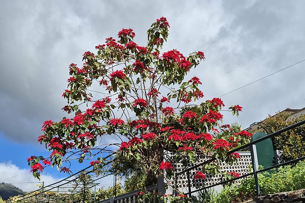 vianočná ruža Euphorbia pulcherrima Willd. ex Klotzsch