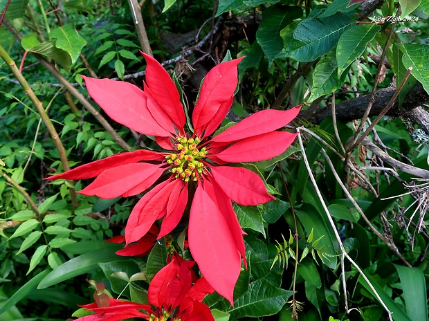 vianočná ruža Euphorbia pulcherrima Willd. ex Klotzsch