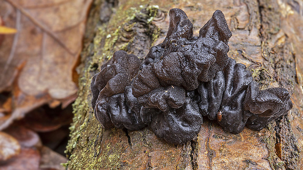 tmavorôsolovec mušľovitý Exidia truncata Fr.