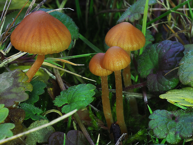 kapucňovka hladká Galerina graminea (Velen.) Kühner