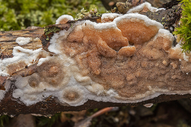 slizopórovka dvojfarebná Gelatoporia dichroa (Fr.) Ginns