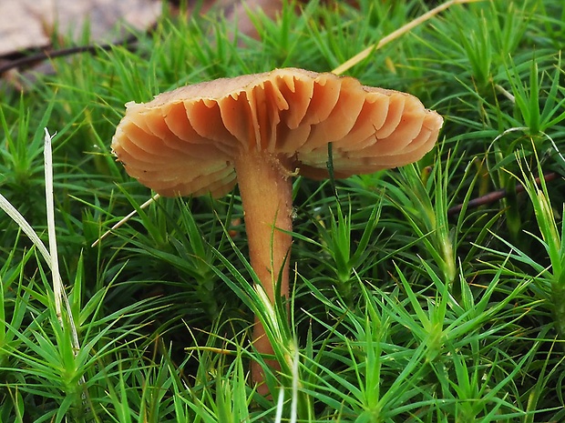 lakovka Laccaria sp.