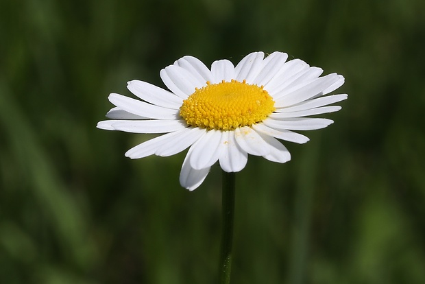 margaréta biela Leucanthemum vulgare Lam.