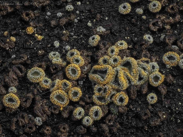 lachnetka vosková Neodasyscypha cerina (Pers.) Spooner