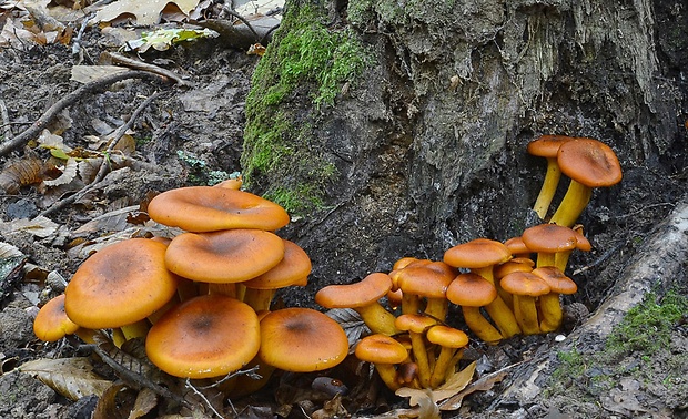 kališník hnedooranžový Omphalotus olearius (DC.) Singer