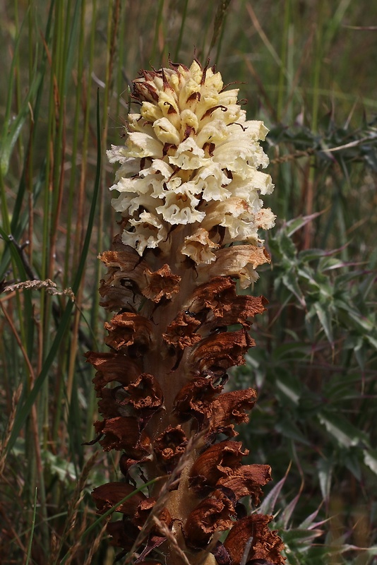 záraza sieťnatá Orobanche reticulata Wallr.