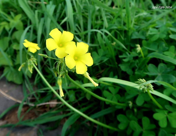 kyslička Oxalis pes-caprae L.