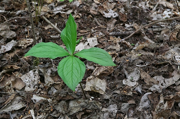 vranovec štvorlistý Paris quadrifolia L.